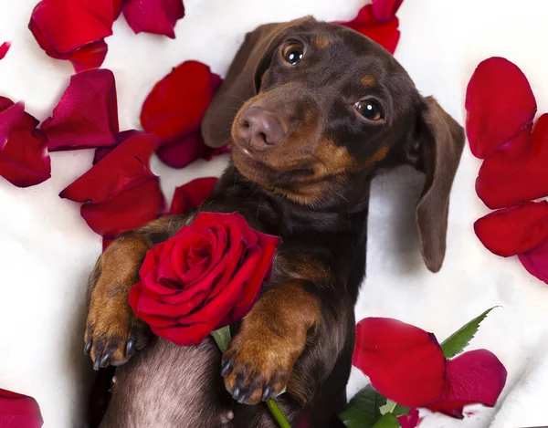 Bassotto e rosa rossa — Foto Stock