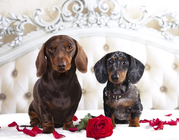 Conjunto dachshund de cabelos compridos — Fotografia de Stock