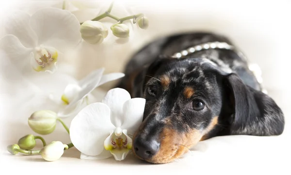 Conjunto dachshund de cabelos compridos — Fotografia de Stock