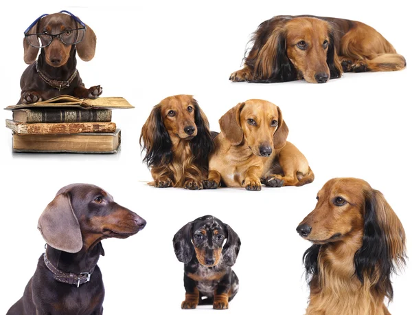 Set dachshund berambut panjang — Stok Foto