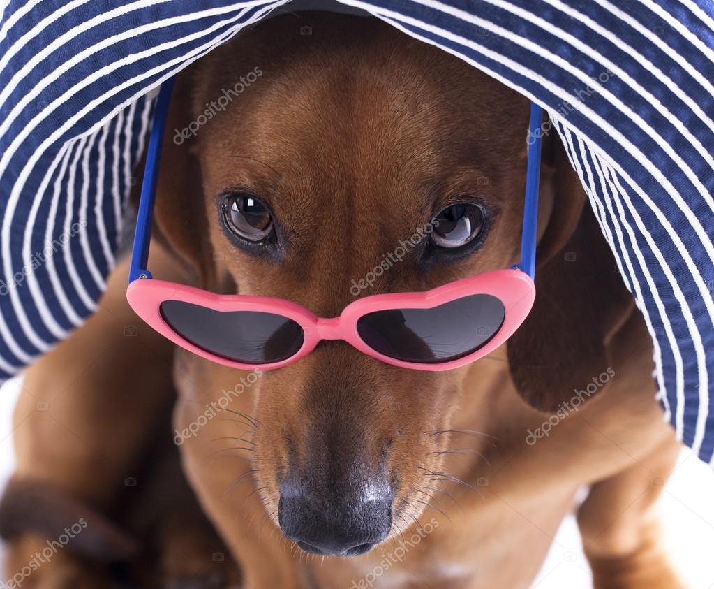 dachshund with sunglasses