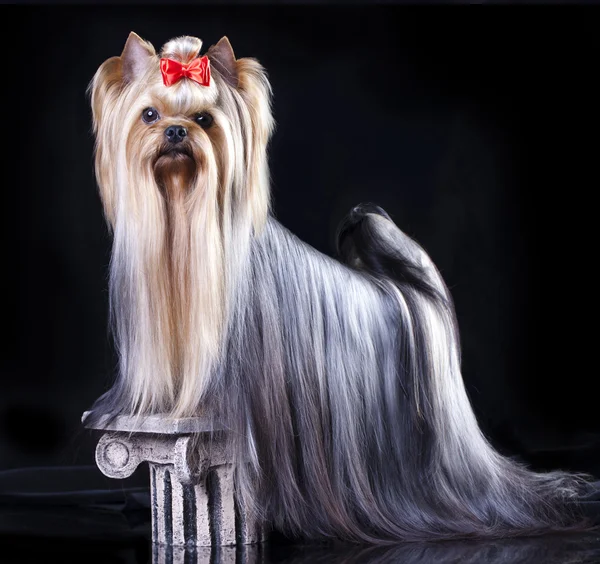 Yorkshire Terrier köpeği. — Stok fotoğraf