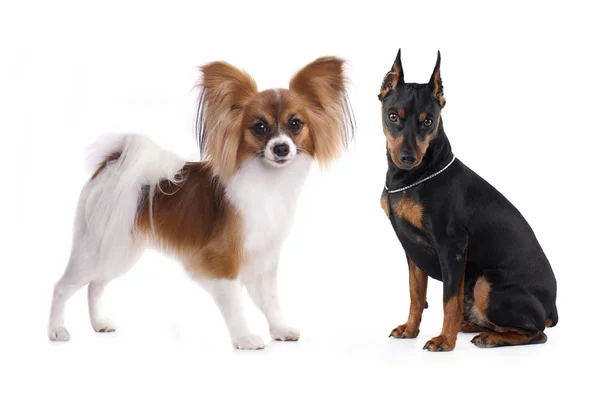 Μινιατούρα Pinscher και Papillon — Φωτογραφία Αρχείου