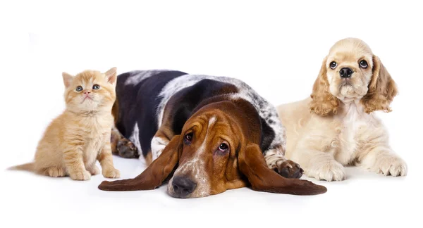 Group of dogs On a white background — Stock Photo, Image