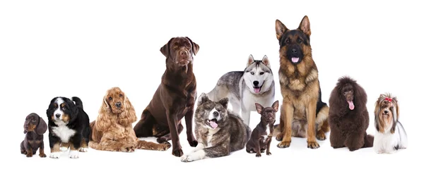 Hundegruppe auf weißem Hintergrund — Stockfoto