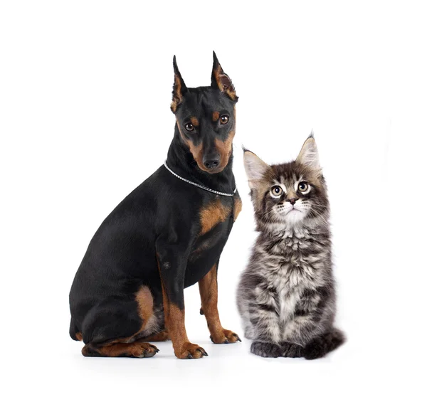 Pes a kočka — Stock fotografie