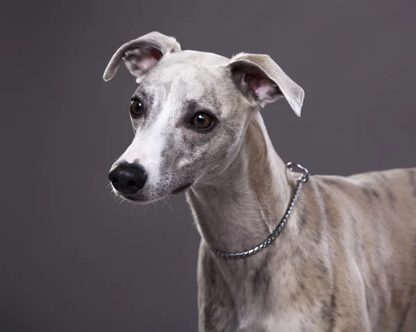 Retrato de perro Whippet sobre un fondo gris — Foto de Stock