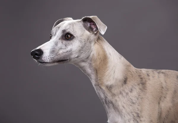 Portrét Whippet pes na šedé poza — Stock fotografie