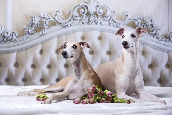 Retrato de cão Whippet — Fotografia de Stock