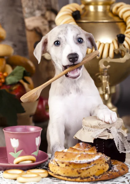 Whippet and food — Stock Photo, Image