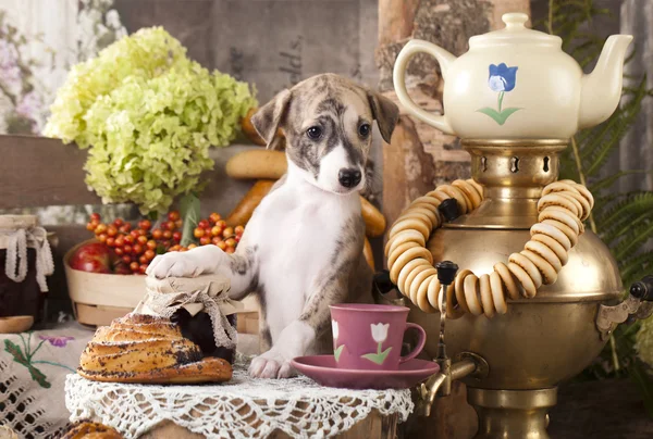 Whippet and food — Stock Photo, Image