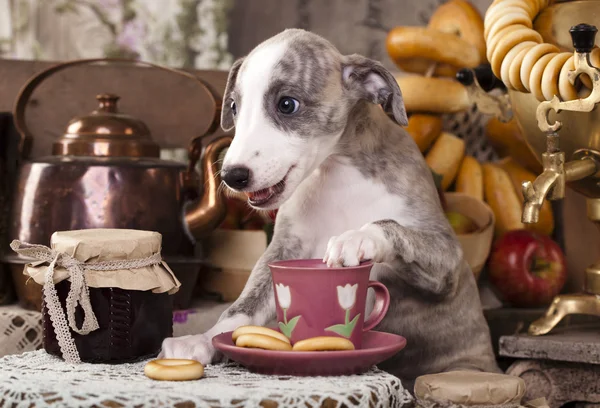 Whippet y comida — Foto de Stock