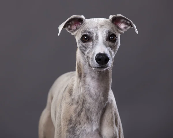 Portrait of Whippet dog on a gray backgroun Royalty Free Stock Photos