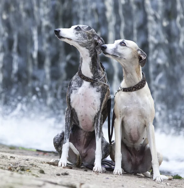 Група собак На білому тлі Стокова Картинка
