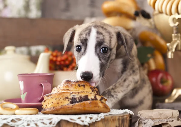 Whippet y comida Fotos de stock libres de derechos