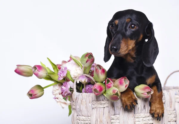 Cão dachshund de raça pura — Fotografia de Stock