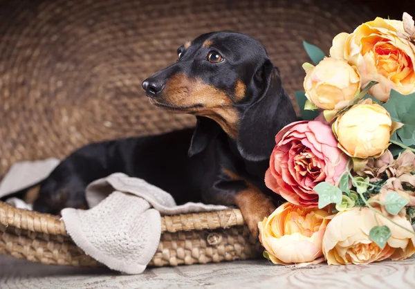 Rasechte teckel hond — Stockfoto