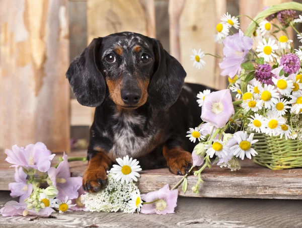 Cão dachshund de raça pura — Fotografia de Stock