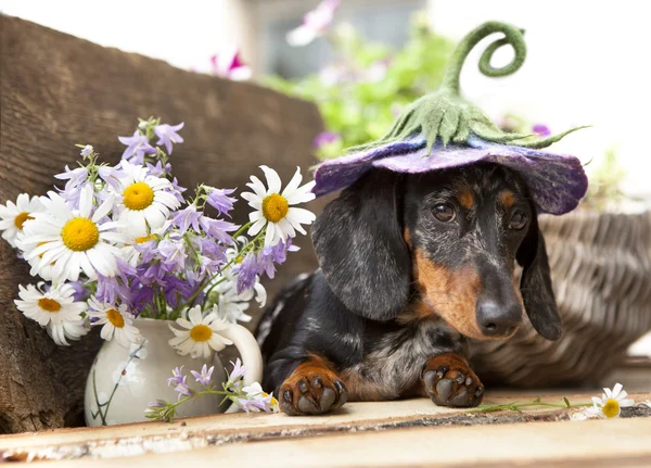 Dachshund dog in hat — Stock Photo, Image