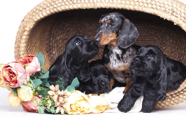 Cão dachshund de raça pura — Fotografia de Stock