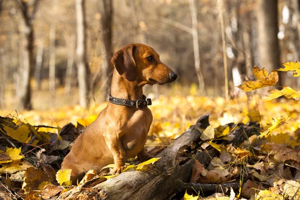 Perro dachshund de raza pura —  Fotos de Stock