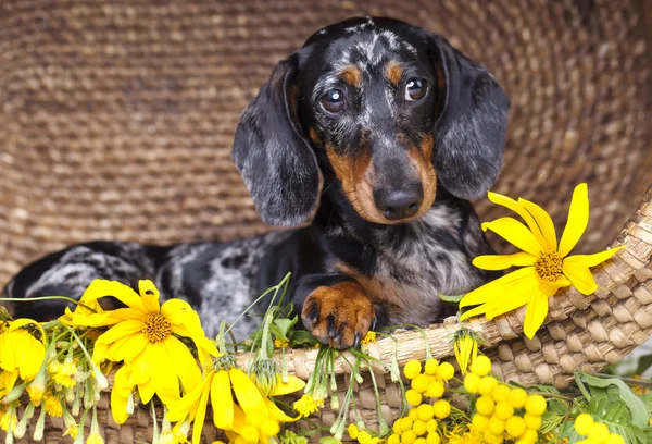 Reinrassiger Dackelhund — Stockfoto