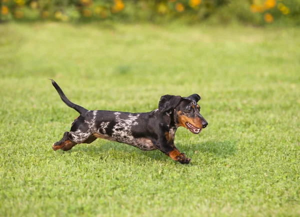 Rasechte teckel hond — Stockfoto