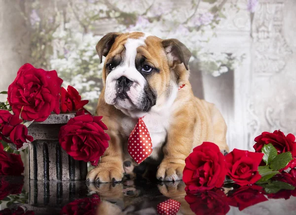 Cagnolino Bulldog Inglese Rose Rosse Galante Gentiluomo Cravatta Con Bouquet — Foto Stock