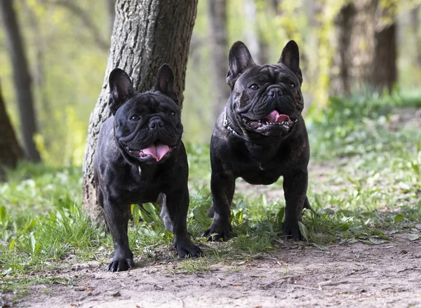 Bulldog Francés Paseo Sobre Fondo Parque Primavera —  Fotos de Stock