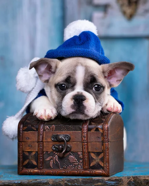 Söt Fransk Bulldog Och Hatt Blå — Stockfoto