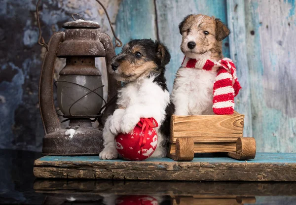 Fox Terrier Puppy Sjaal Een Retro Achtergrond — Stockfoto