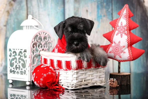 Miniatura Schnauzer Cachorro Año Nuevo Perro Navidad —  Fotos de Stock