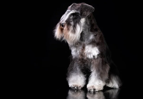 Schnauzer Miniatura Pimienta Color Sal — Foto de Stock