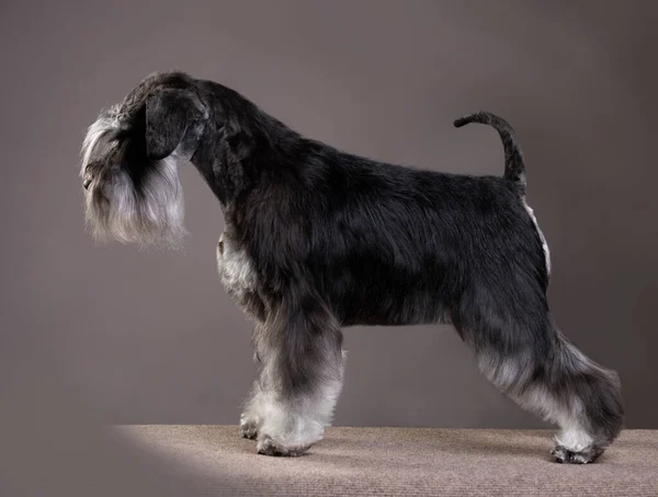 Miniatuur Schnauzer Kleur Peper Zout — Stockfoto