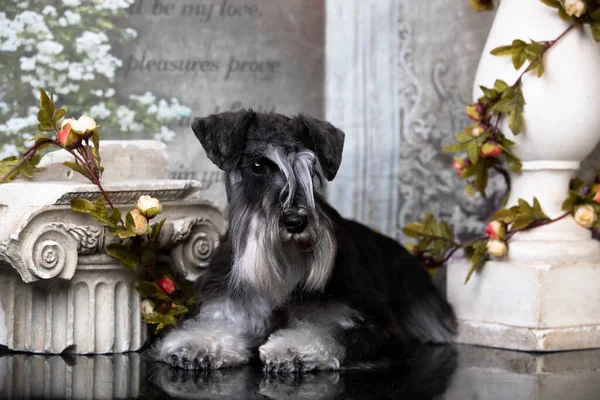 Miniaturschnauzer Farbe Pfeffer Und Salz Porträt Auf Grauem Hintergrund — Stockfoto