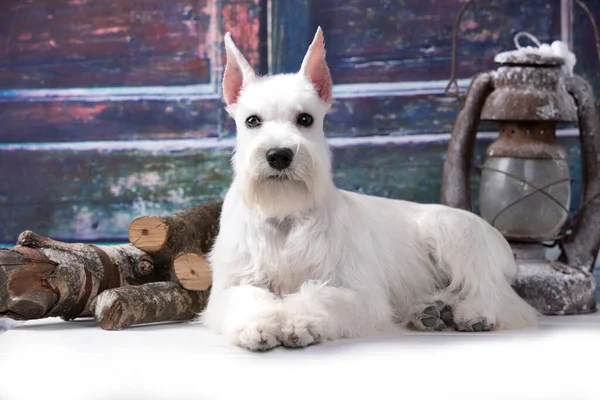 Miniatyr Schnauzer Vit Porträtt Grå Bakgrund — Stockfoto