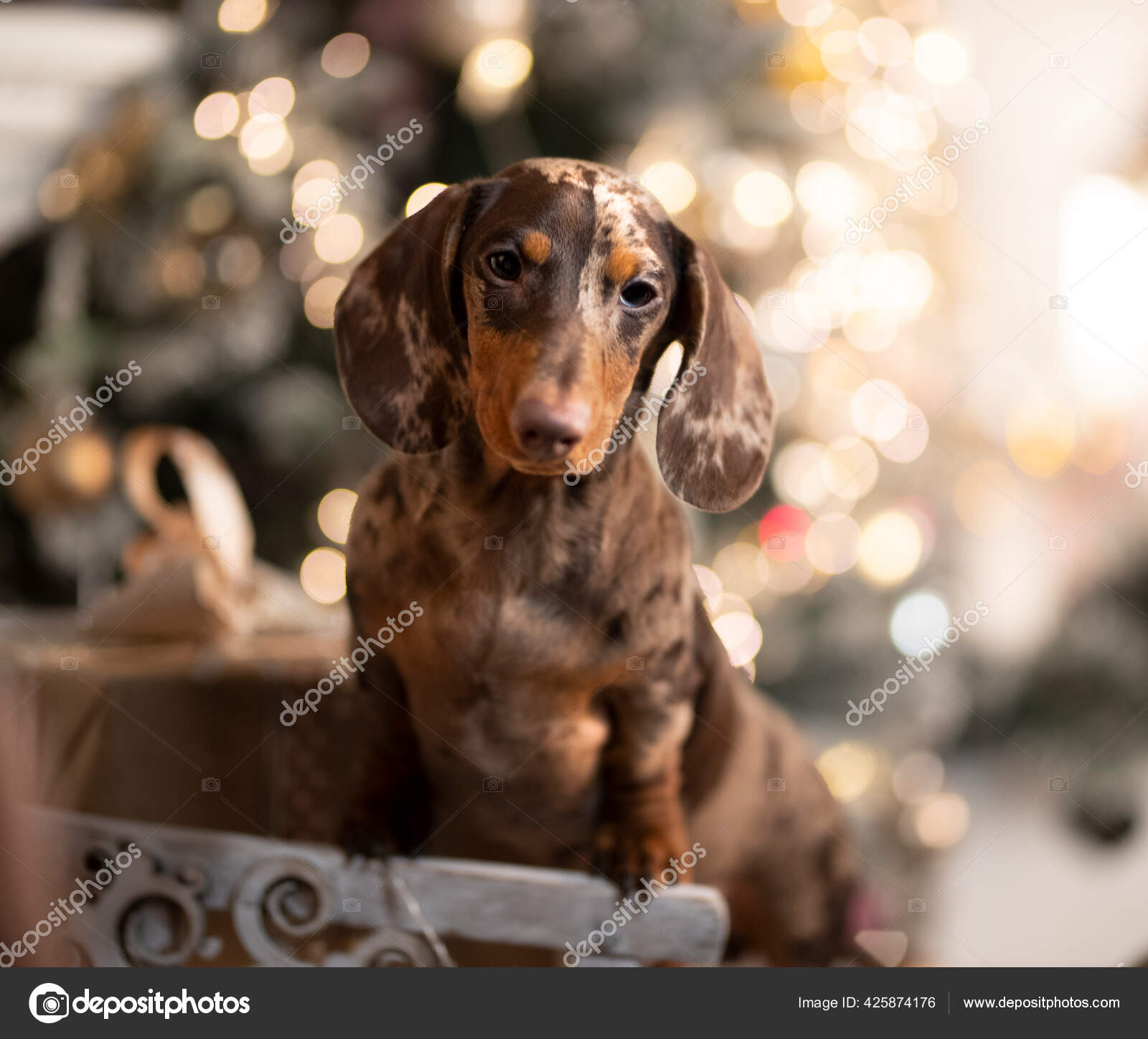 Featured image of post Fundo Ano Novo Cachorro : Os cães são longos companheiros de vida dos seres humanos.