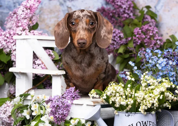 Perro Salchicha Color Marrón Bronceado Lila Púrpura Lirios Primavera Del —  Fotos de Stock