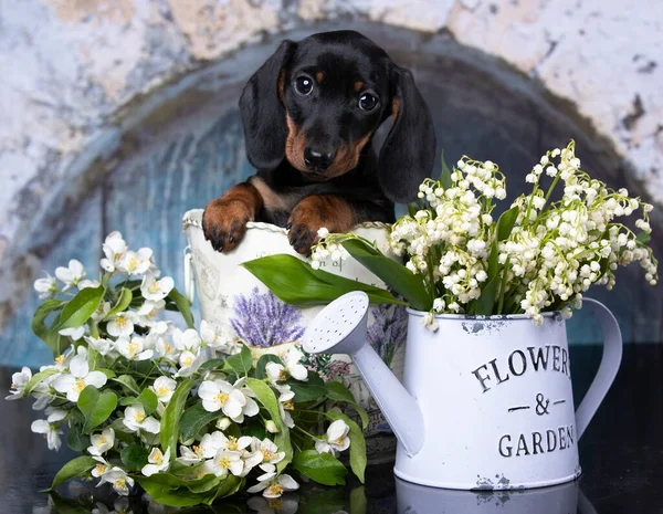 Dachshund Puppy Black Tan Color Lilac Purple Spring Lilies Valley — Stock Photo, Image