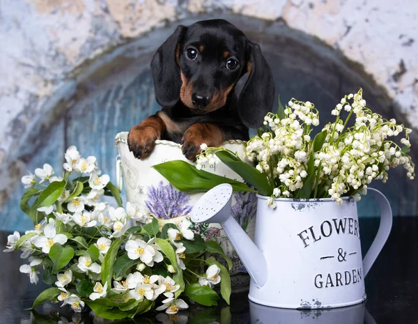 Dachshund Cachorro Cor Bronzeado Preto Lírios Lilás Roxo Primavera Vale — Fotografia de Stock