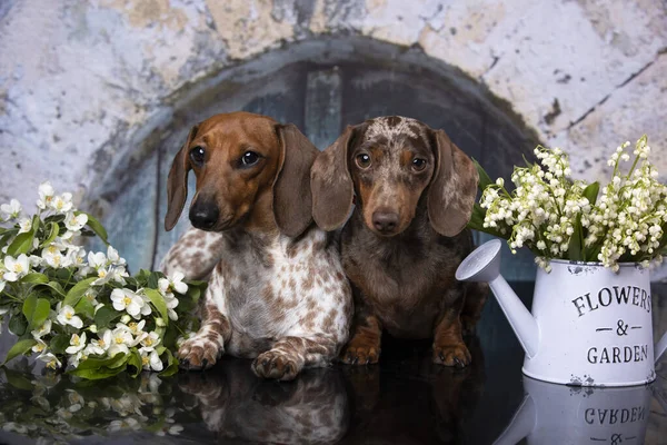 Dachshund Cachorro Marrom Bronzeado Cor Lilás Roxo Lírios Primavera Valle — Fotografia de Stock