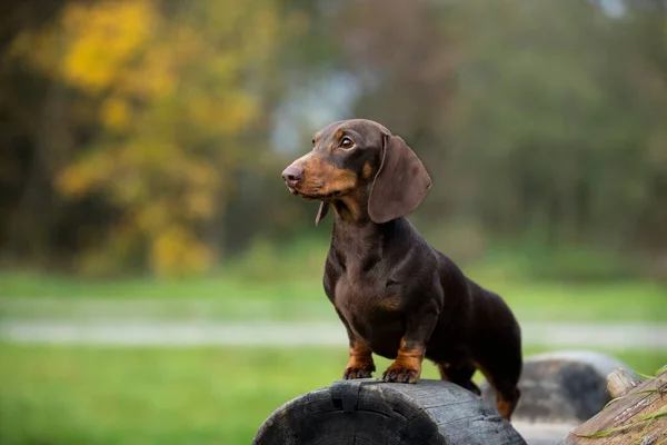 Perro Salchicha Marrón Color Marrón — Foto de Stock