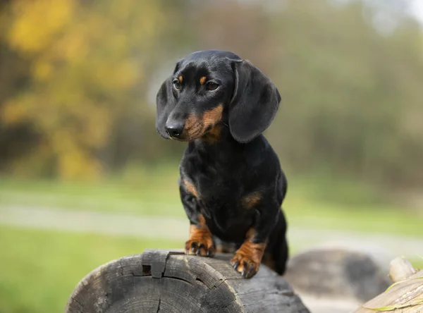 Cão Dachshund Cor Bronzeado Preto — Fotografia de Stock