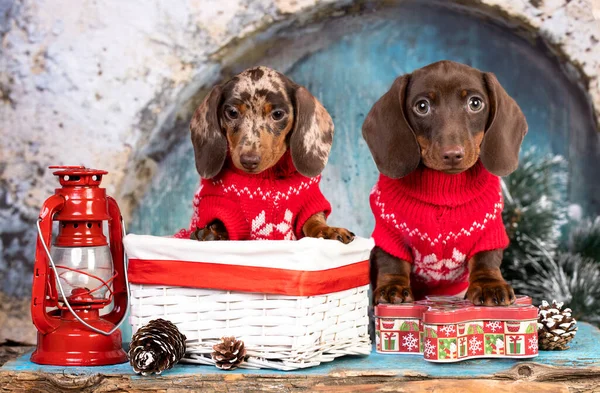 首のダックスフントの子犬 サンタの帽子をかぶっているグループ犬 クリスマスの犬 — ストック写真