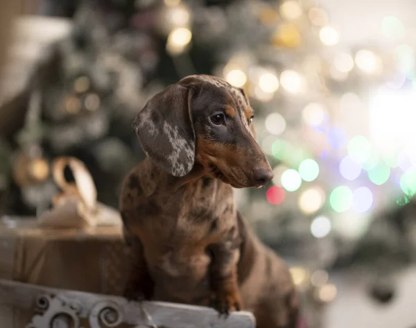 子犬のダックスフント 新年の子犬 クリスマス犬 — ストック写真