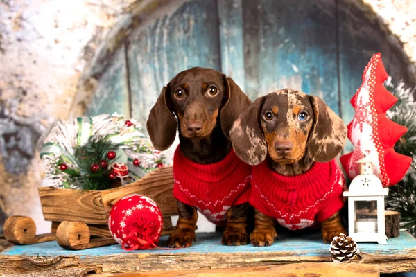 Weihnachtskranz Hals Dackelwelpe Gruppenhunde Mit Weihnachtsmütze Weihnachtshunde — Stockfoto
