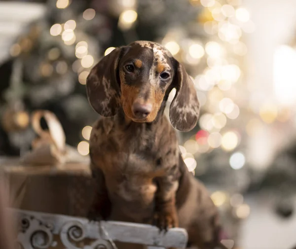 Welpe Dackel Neujahrswelpe Weihnachtshund Schönen Lichteffekten Verschwommener Hintergrund — Stockfoto