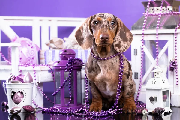 Cachorro Salchicha Cachorro Año Nuevo Perro Navidad —  Fotos de Stock