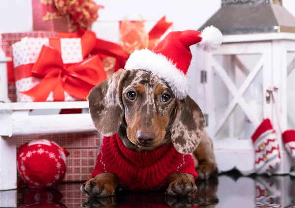 Щенячья Такса Новогодний Щенок Рождественская Собака — стоковое фото
