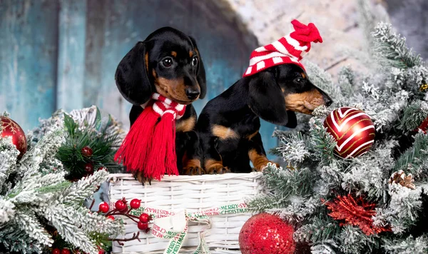 Perro Salchicha Cachorro Año Nuevo Perro Navidad —  Fotos de Stock